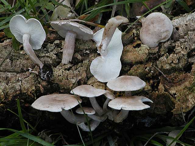 Ossicaulis lignatilis